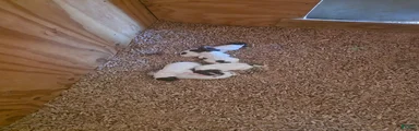 German Shorthaired Pointer 1
