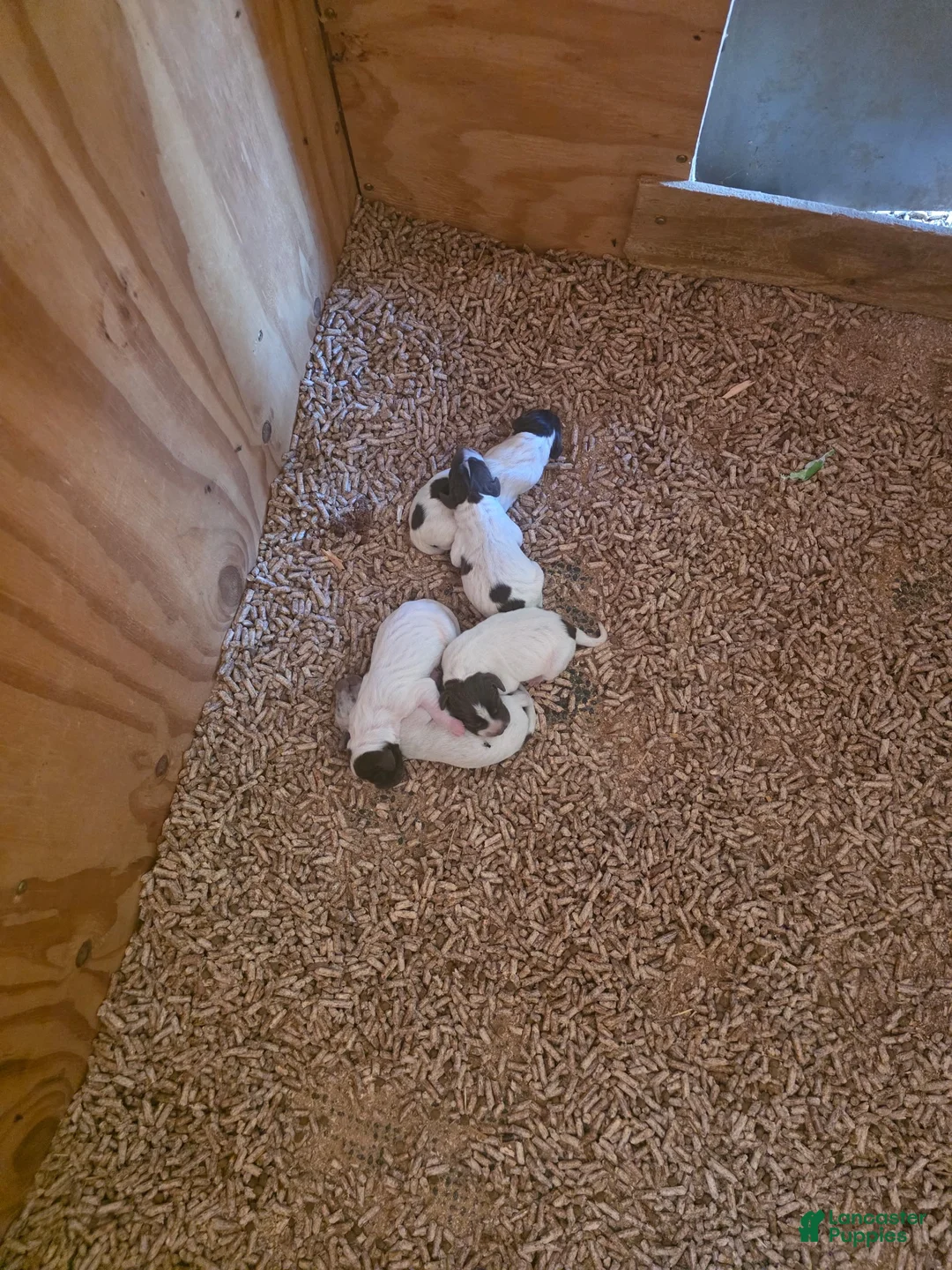 German Shorthaired Pointer dogs for sale: German Shorthaired Pointer 1 - Ad 1