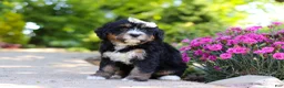 Mini Bernedoodle dogs for sale: Phoebe - Ad 5