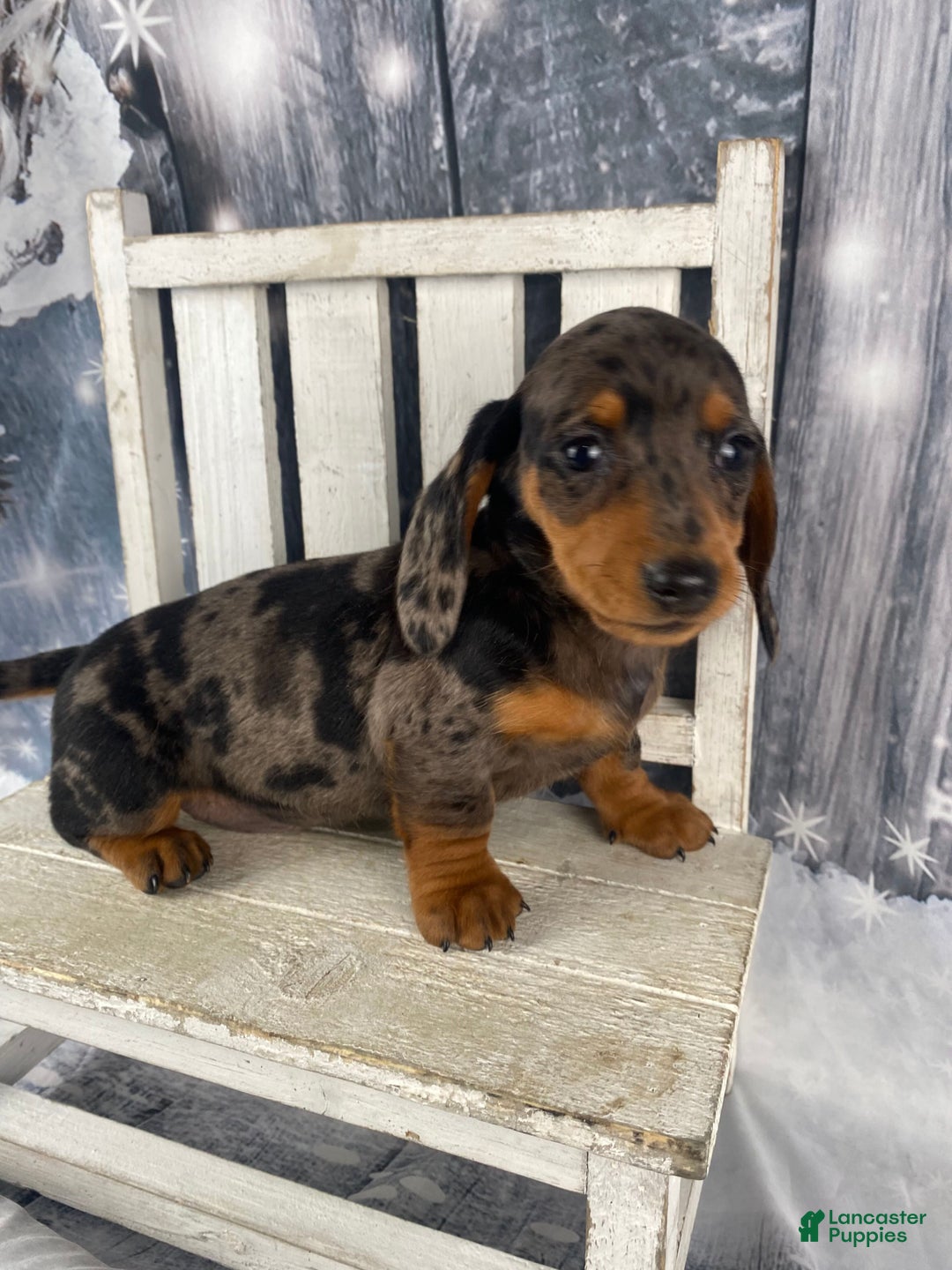 Miniature Dachshund dogs for sale: Julie - Ad 12