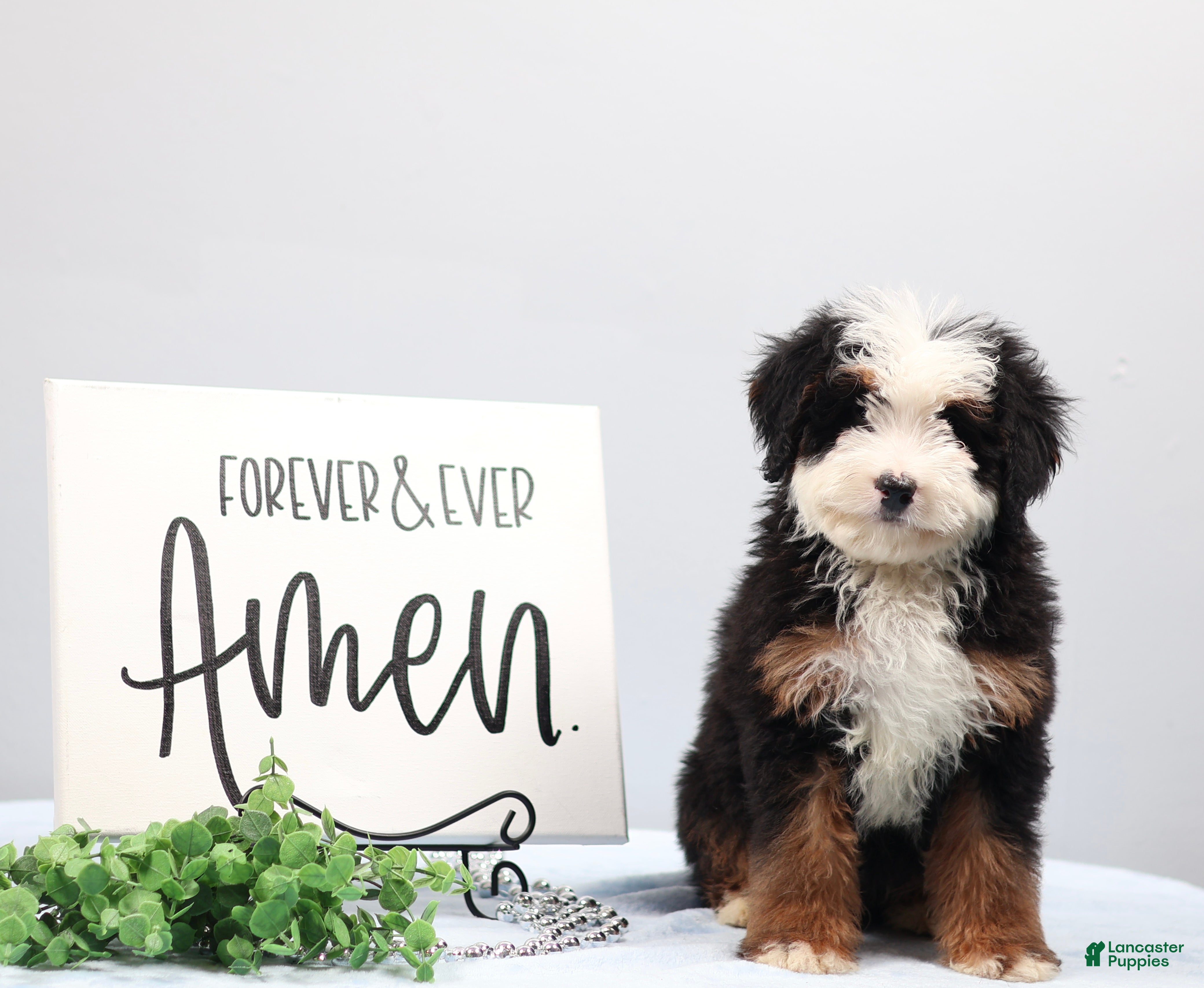 Mini Bernedoodle dogs Dawson - Ad 2