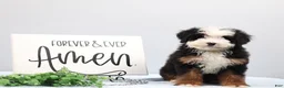 Mini Bernedoodle dogs for sale: Dawson - Ad 5
