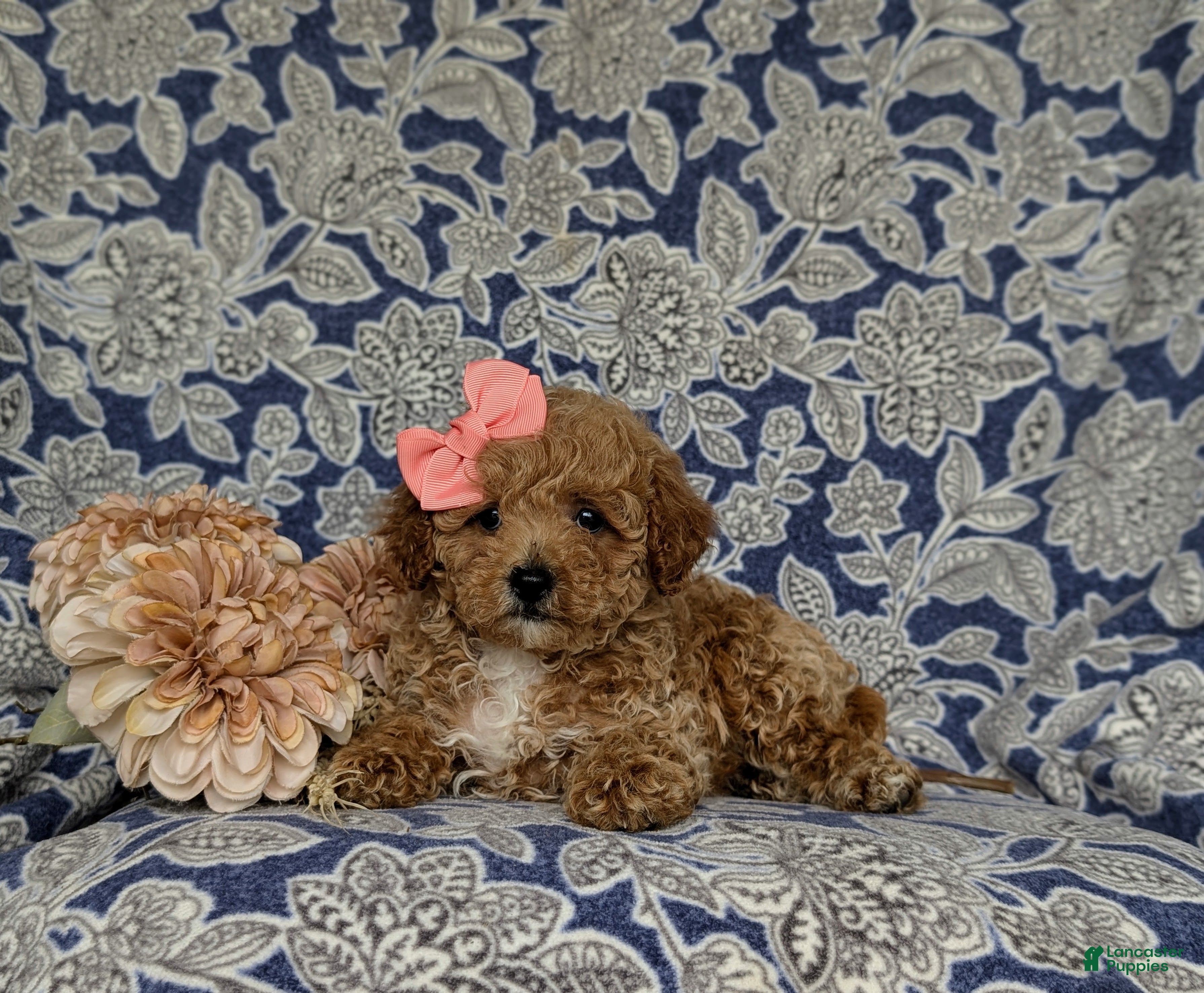 Miniature Poodle dogs for sale: Priscilla - Ad 7