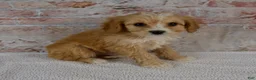 Cavapoo dogs for sale: Hugo - Ad 3