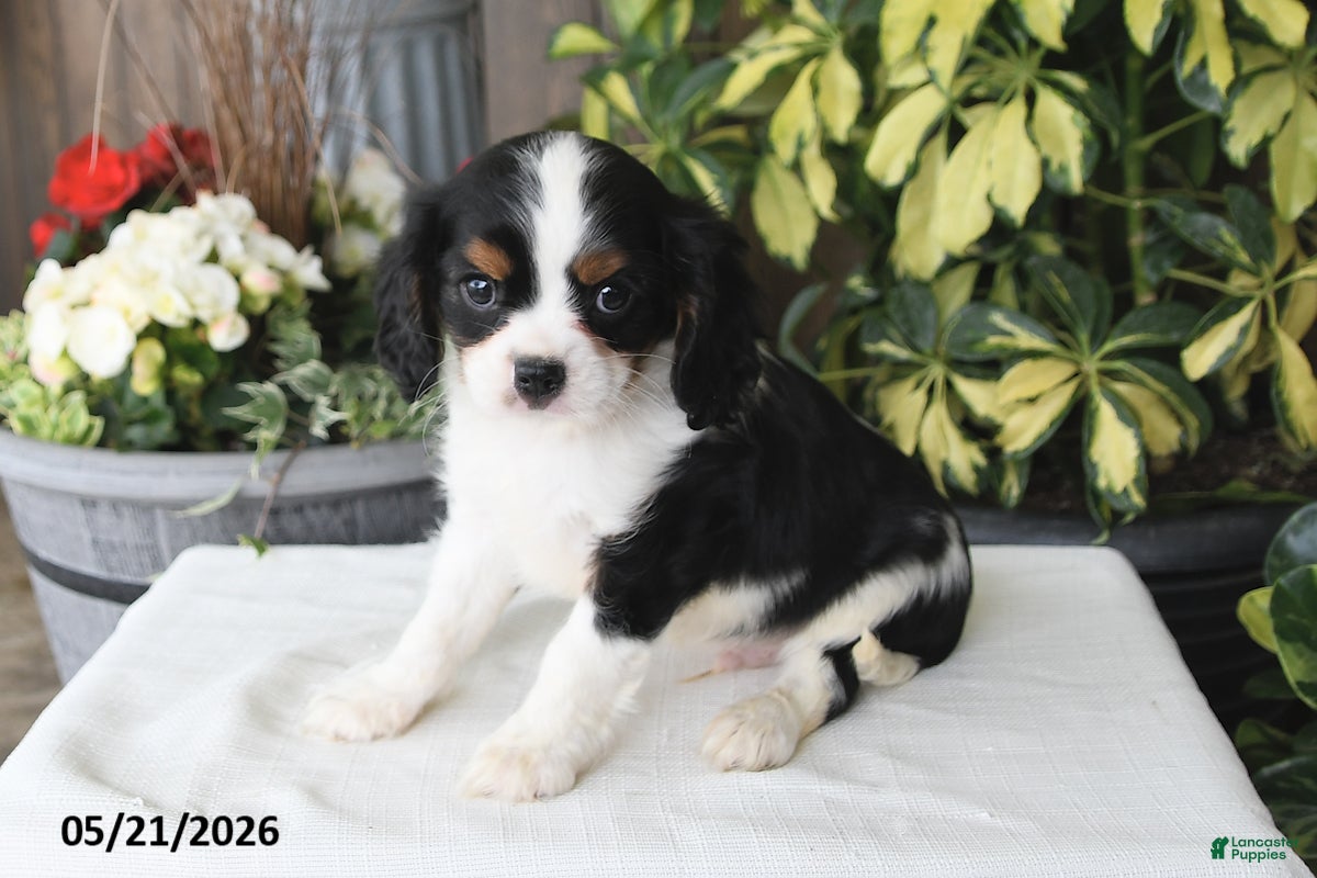 Cavalier King Charles Spaniel dogs for sale: Jackson - Ad 2