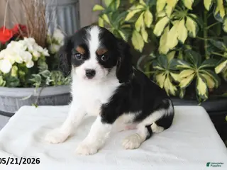 Cavalier King Charles Spaniel dogs for sale: Jackson - Ad 2