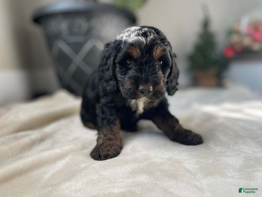 Cockapoo dogs for sale: Eve - Ad 3