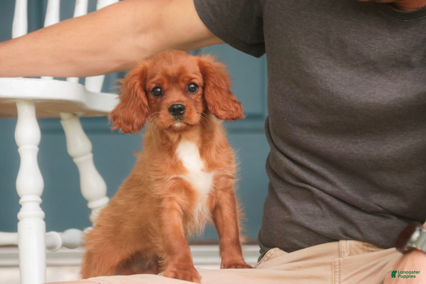 Cavalier King Charles Spaniel dogs Grady Cavalier King Charles Spaniel  - Ad 1