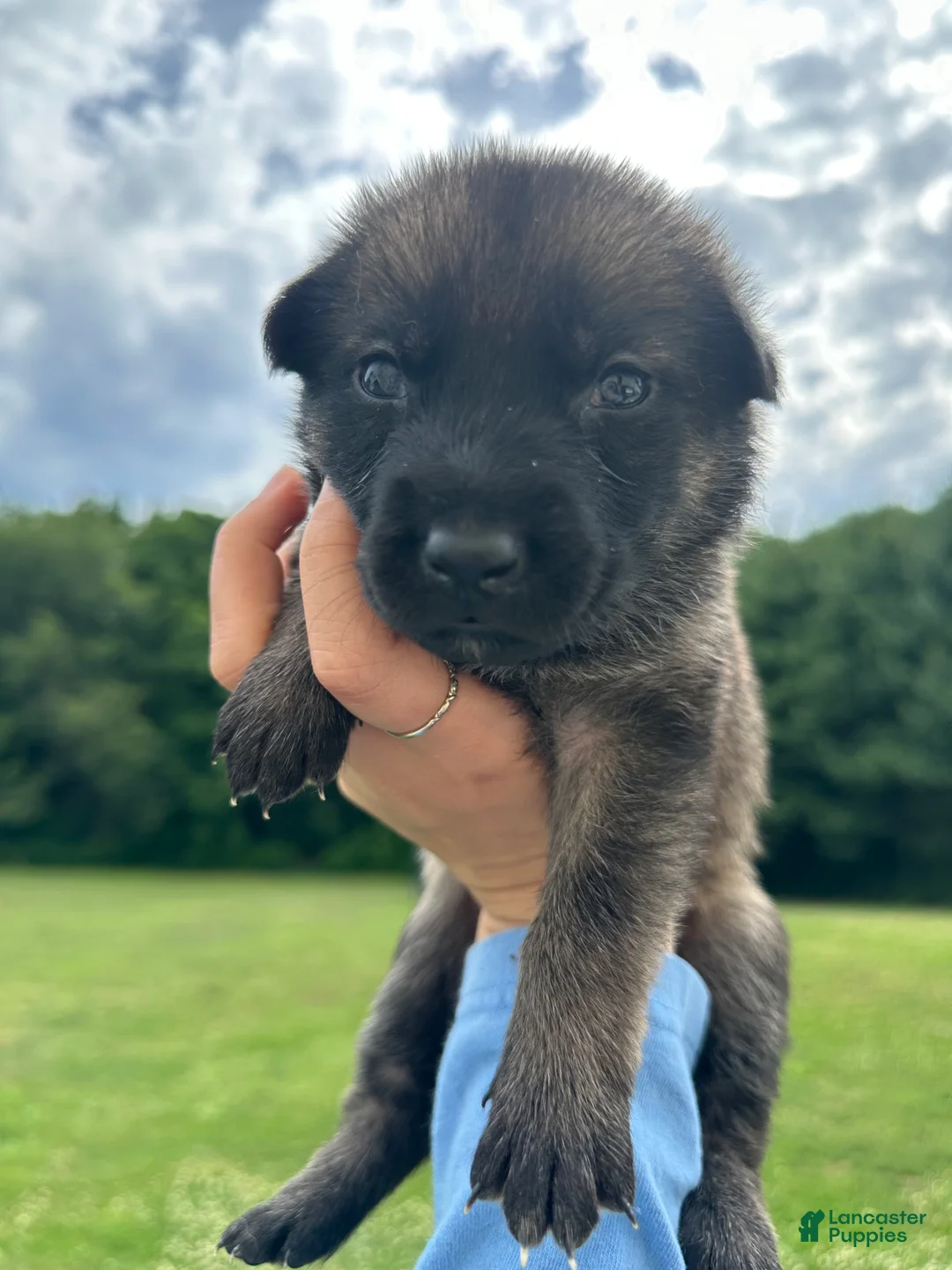 Dutch Shepherd dogs for sale: white girl  - Ad 2