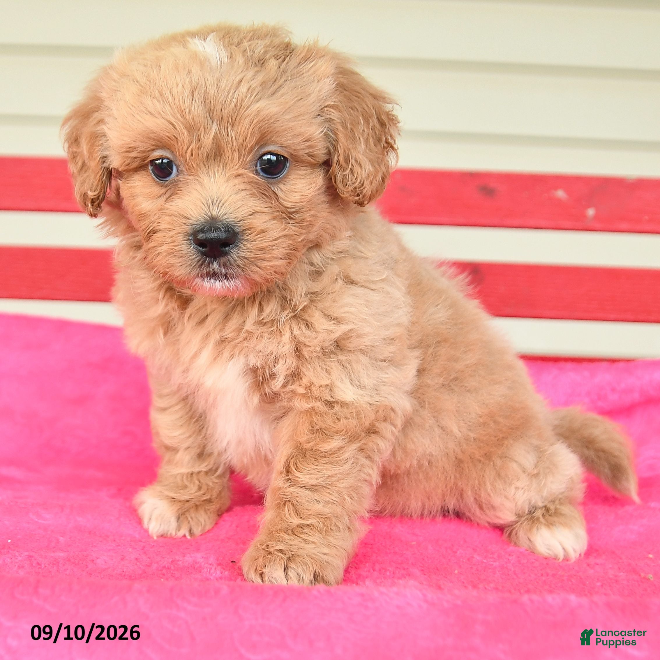 Shihpoo dogs Remmy - Ad 2