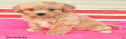 Shihpoo dogs for sale: Remmy - Ad 2