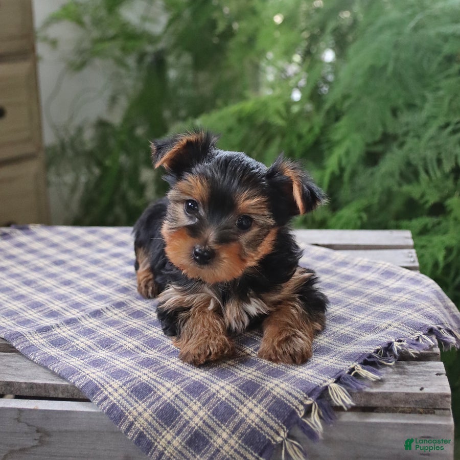 Yorkshire Terrier dogs Rascal - Ad 2