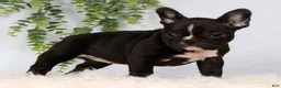 Frenchton dogs for sale: Cora - Ad 4