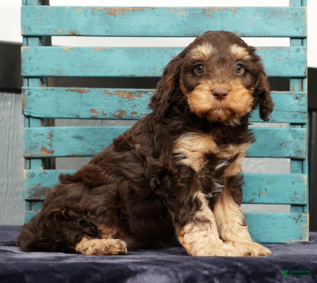 Cavapoo dogs for sale: Freya - Ad 2