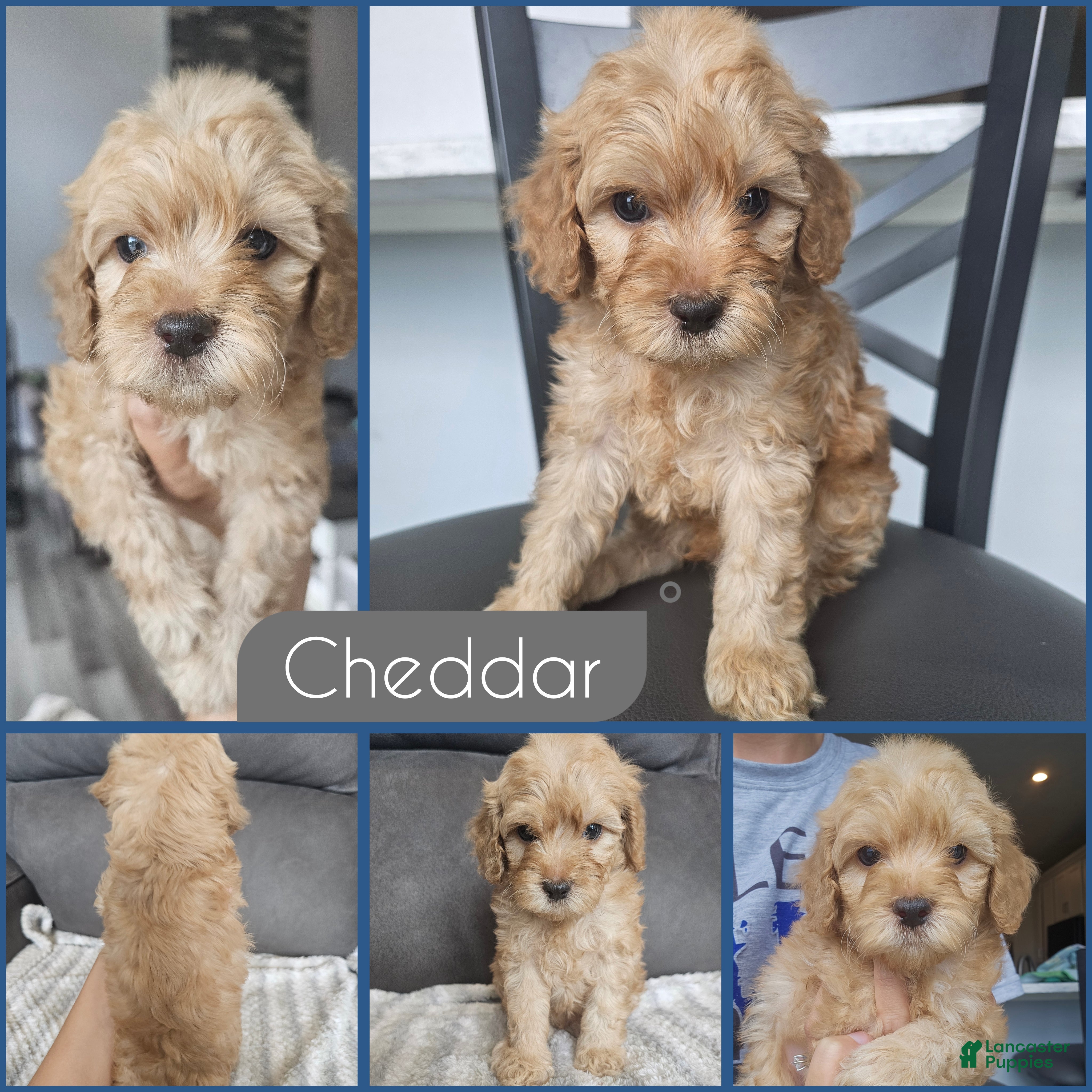 Cockapoo dogs Cheddar - Ad 1