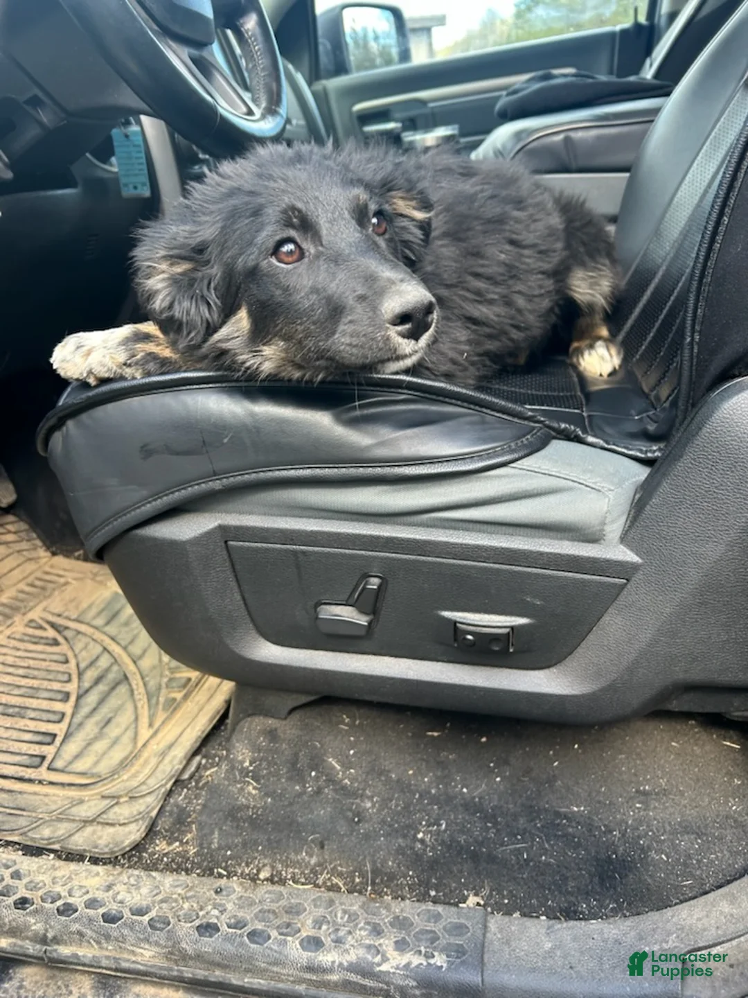 Australian Shepherd dogs for sale: Lady - Ad 1