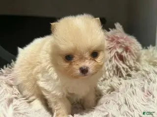Pomeranian dogs Lucia - Ad 3