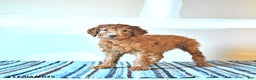 Irish Doodle dogs for sale: Lilac - Ad 1
