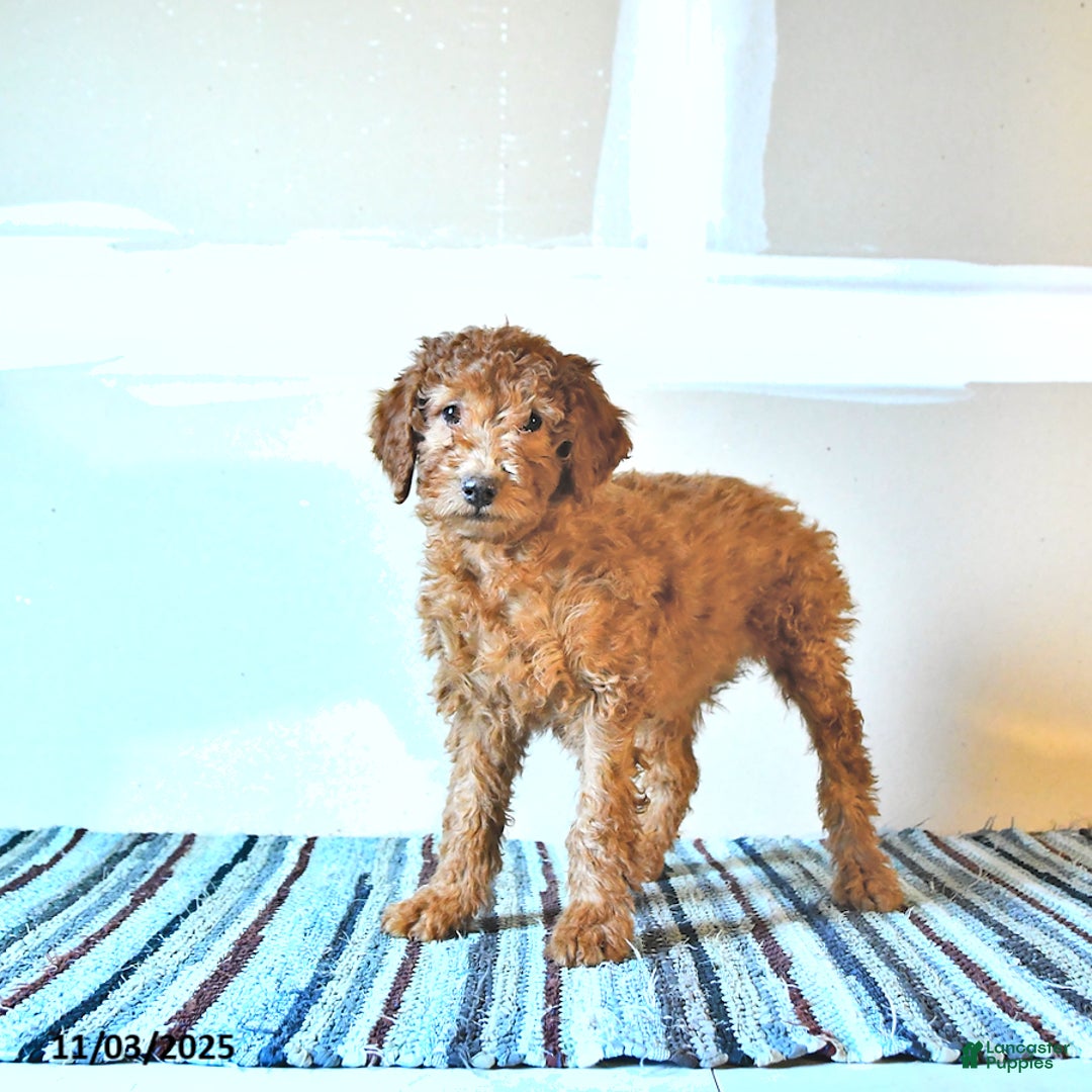 Irish Doodle dogs for sale: Lilac - Ad 1