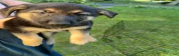German Shepherd dogs for sale: Daisy - Ad 1