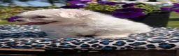 Maltese dogs for sale: Trixie - Ad 4