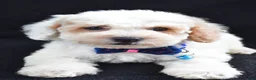 Miniature Poodle dogs for sale: Lennie - Ad 4