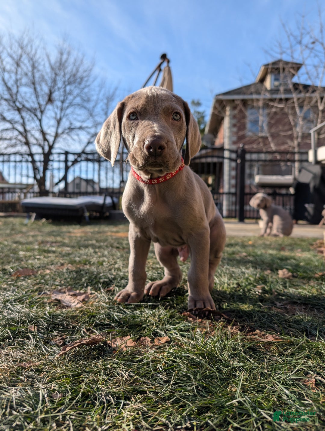 Weimaraner dogs for sale: Dart - Ad 7