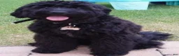 Mini Goldendoodle dogs for sale: Doodle pup - Ad 3