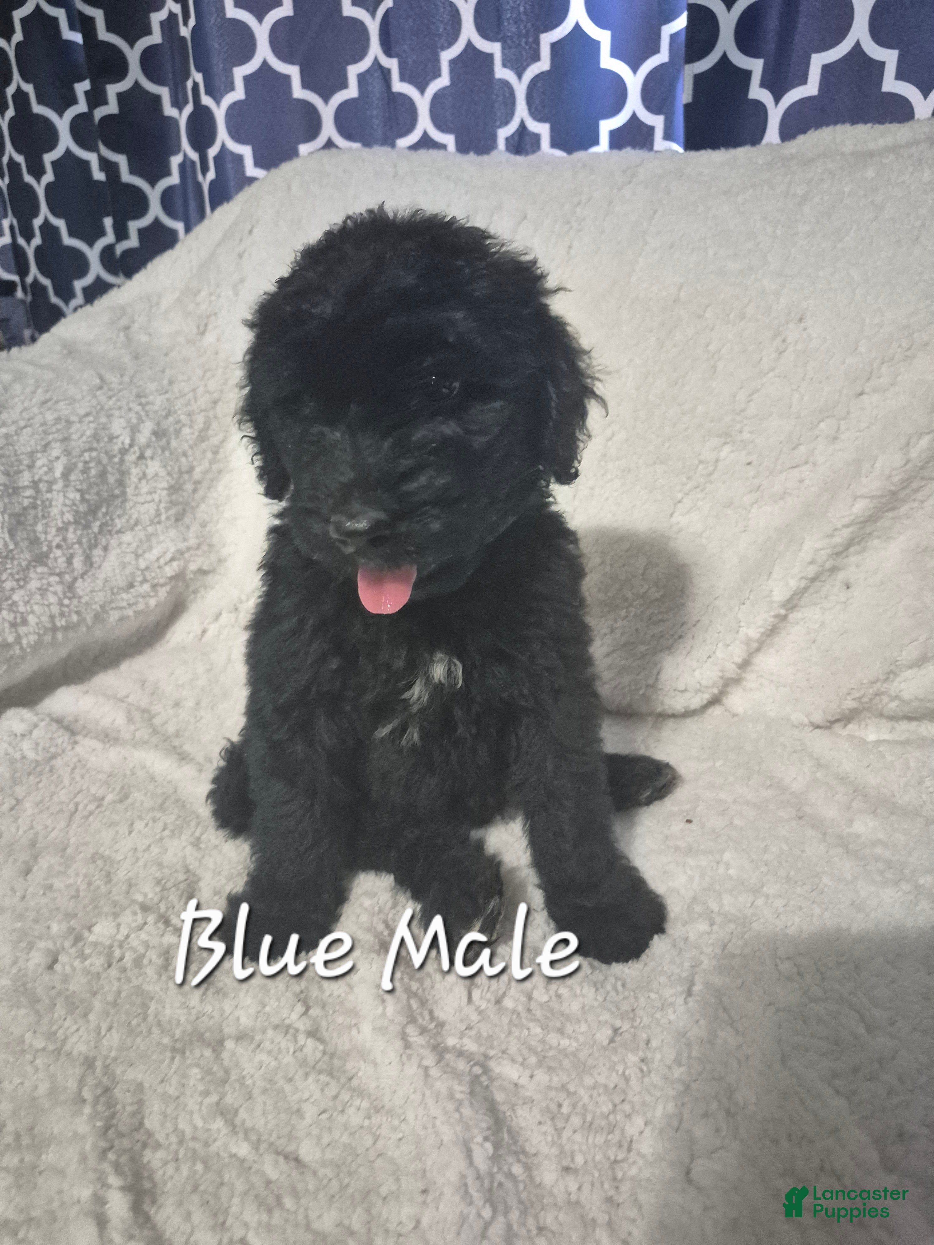 Goldendoodle dogs Jax - Male Goldendoodle Puppy  - Ad 1