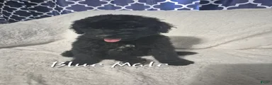 Jax - Male Goldendoodle Puppy 