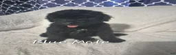 Goldendoodle dogs for sale: Jax - Male Goldendoodle Puppy  - Ad 1