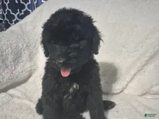 Goldendoodle dogs for sale: Jax - Male Goldendoodle Puppy - Ad 3