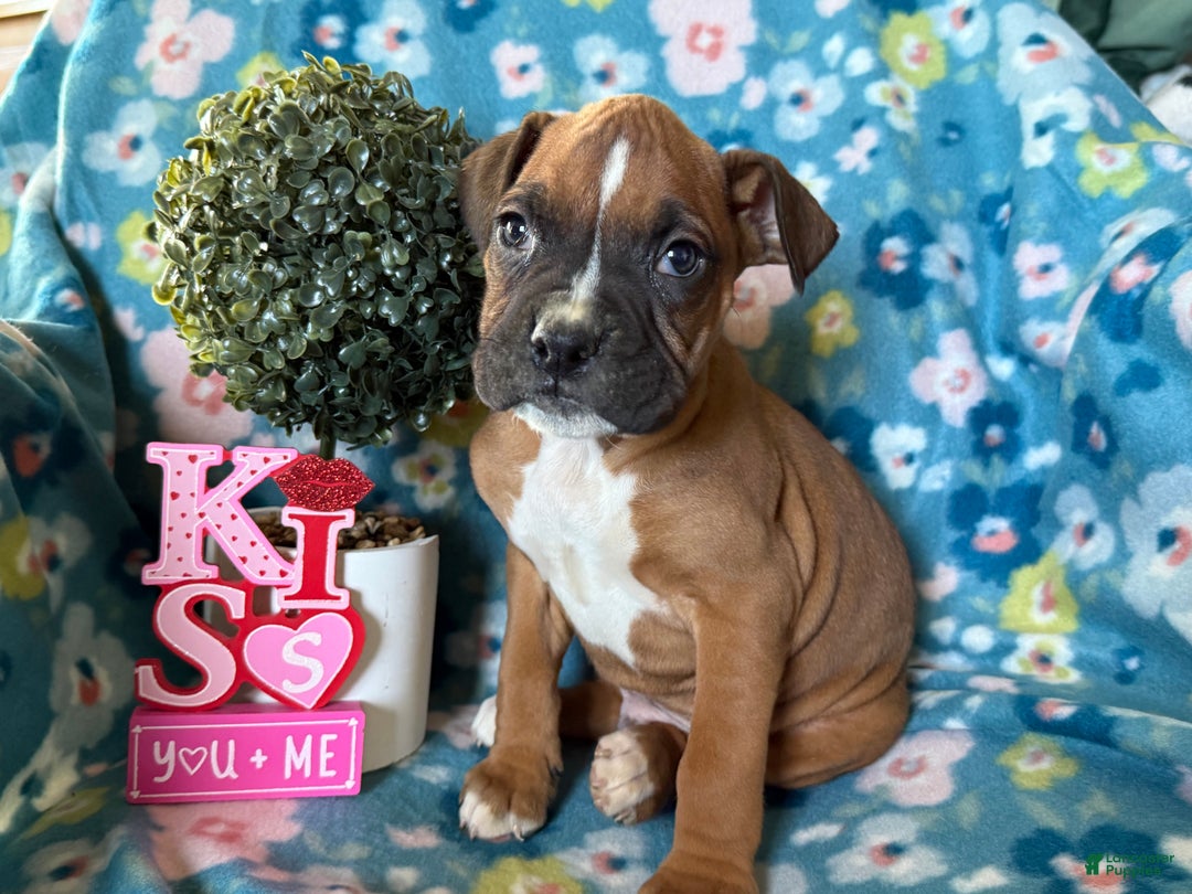 Boxer dogs for sale: Poppy  - Ad 1