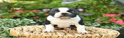 Boston Terrier dogs for sale: Beatrice - Ad 4