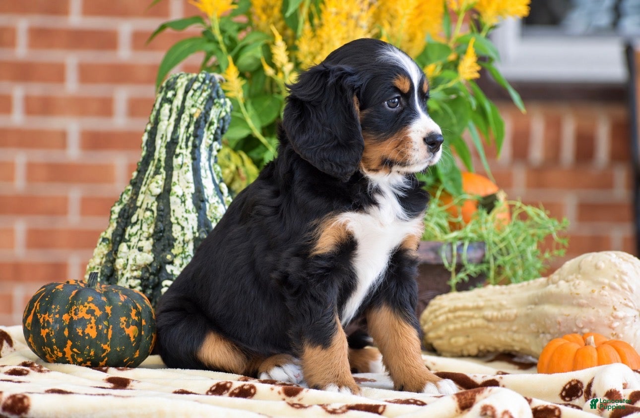 Miniature Bernese Mountain Dog dogs Lisa - Ad 2
