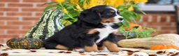 Miniature Bernese Mountain Dog dogs for sale: Lisa - Ad 2
