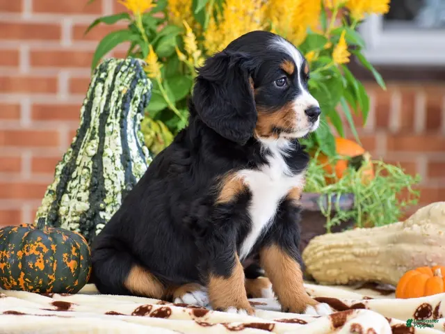 Miniature Bernese Mountain Dog dogs Lisa - Ad 2