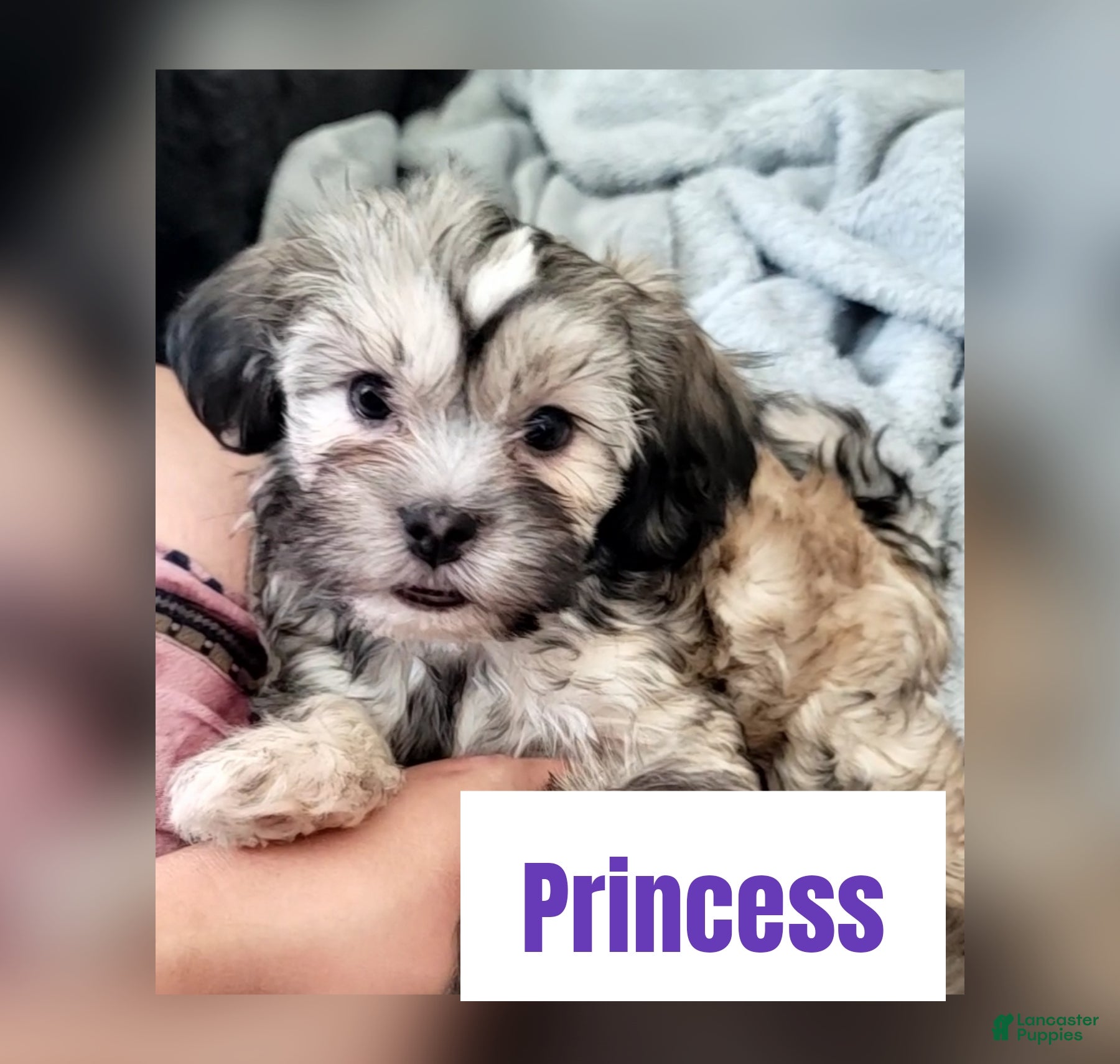 Shorkie dogs PRINCESS  - Ad 1
