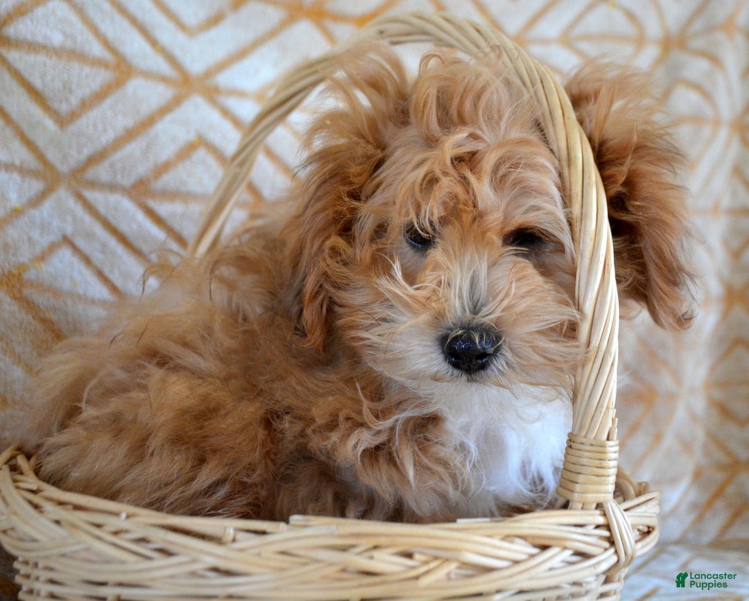 Shihpoo dogs for sale: Shihpoo Puppy 1 Sarge - Ad 2