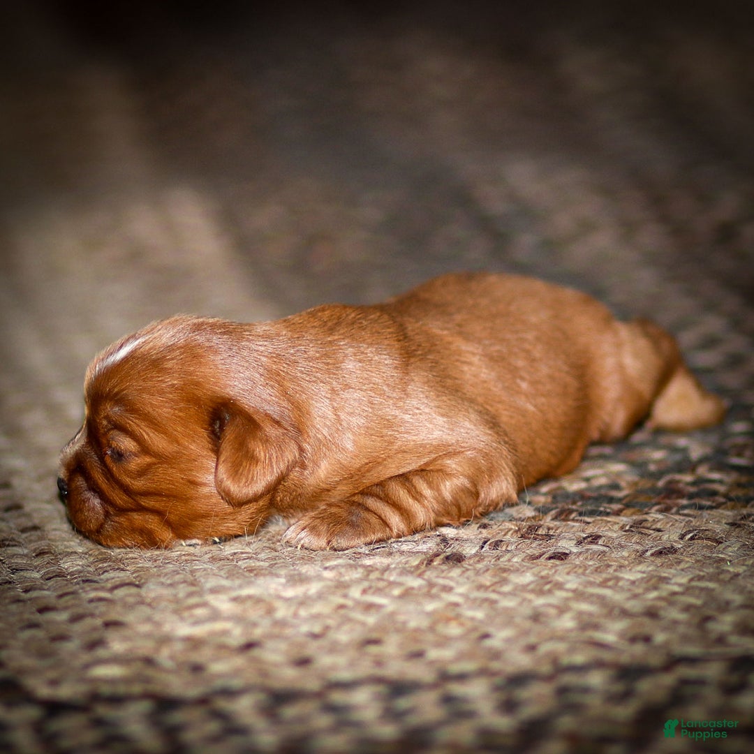 Cavalier King Charles Spaniel dogs for sale: Riley - Ad 5