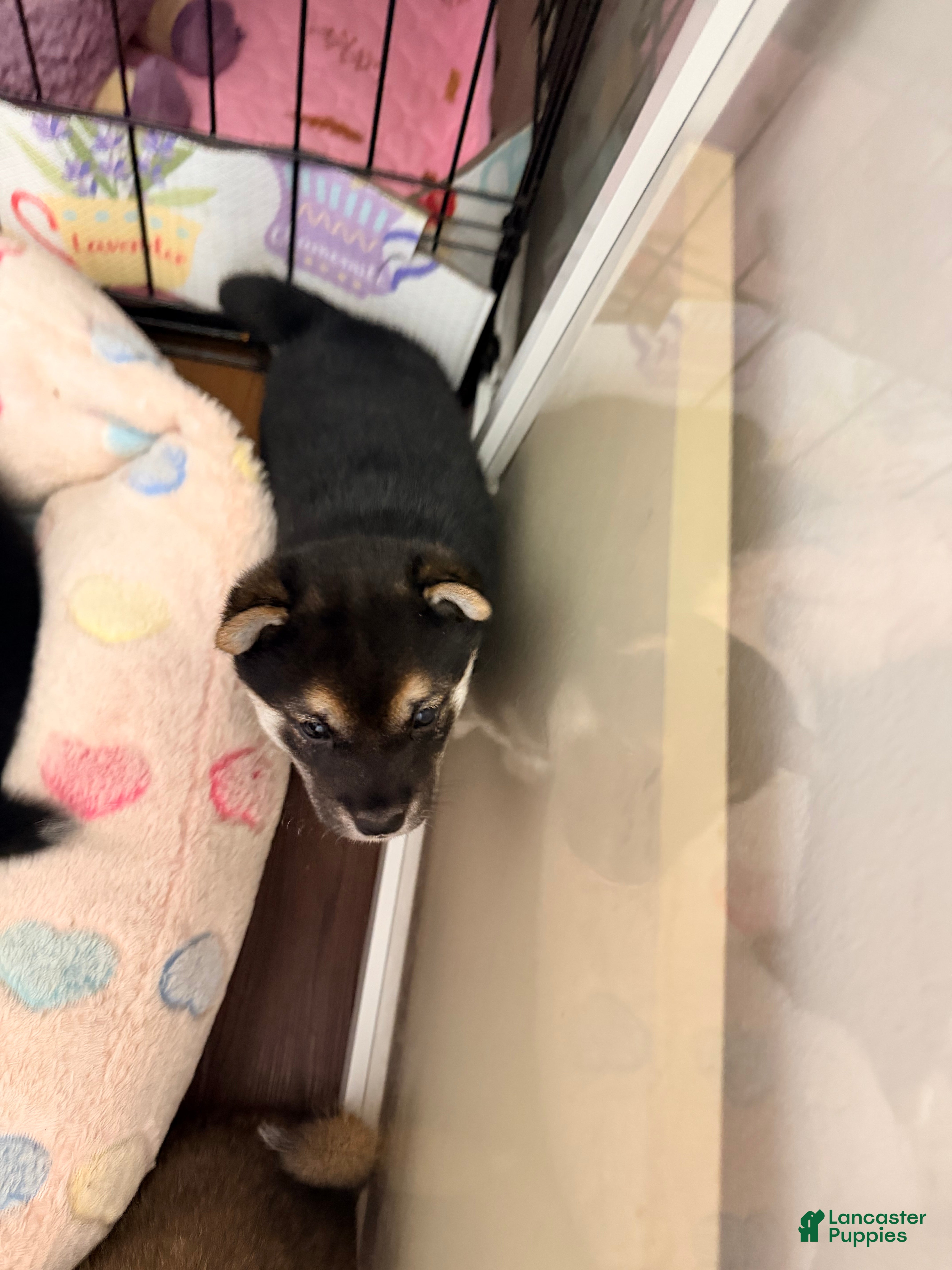 Shiba Inu dogs Shiba Inu 4 - Ad 2