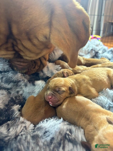 Dogue De Bordeaux dogs Dogue De Bordeaux Puppy 5 - Ad 23