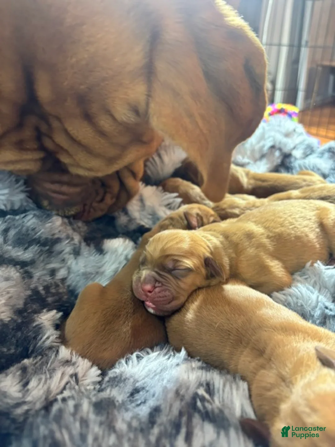 Dogue De Bordeaux dogs for sale: Dogue De Bordeaux Puppy 5 - Ad 1