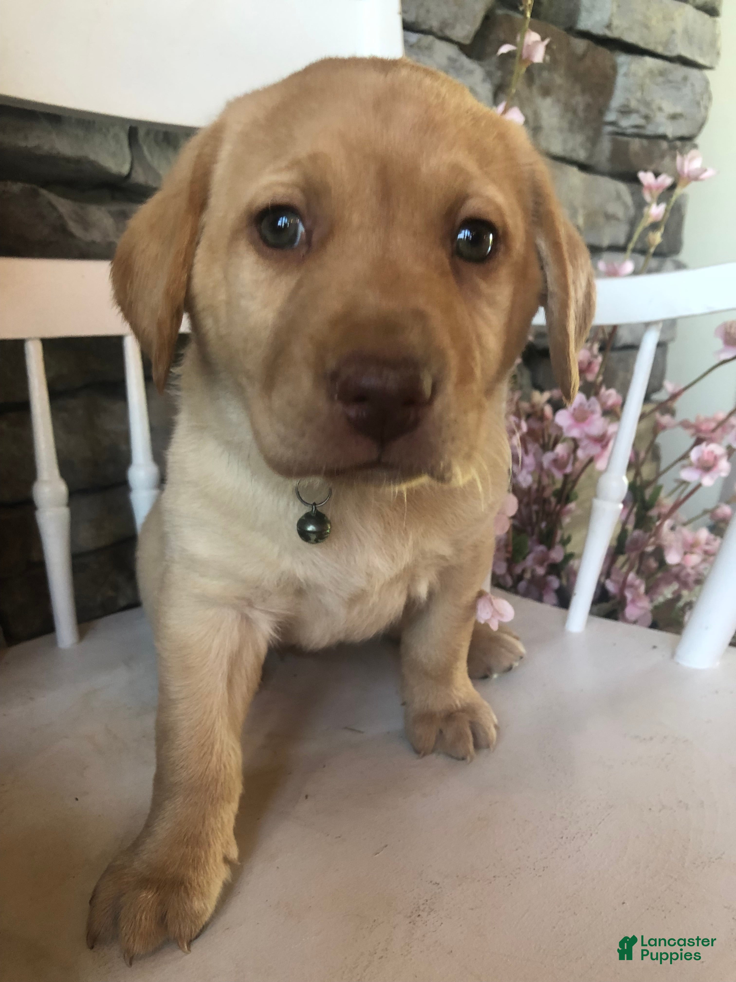 Labrador Retriever dogs Lissi - Ad 2