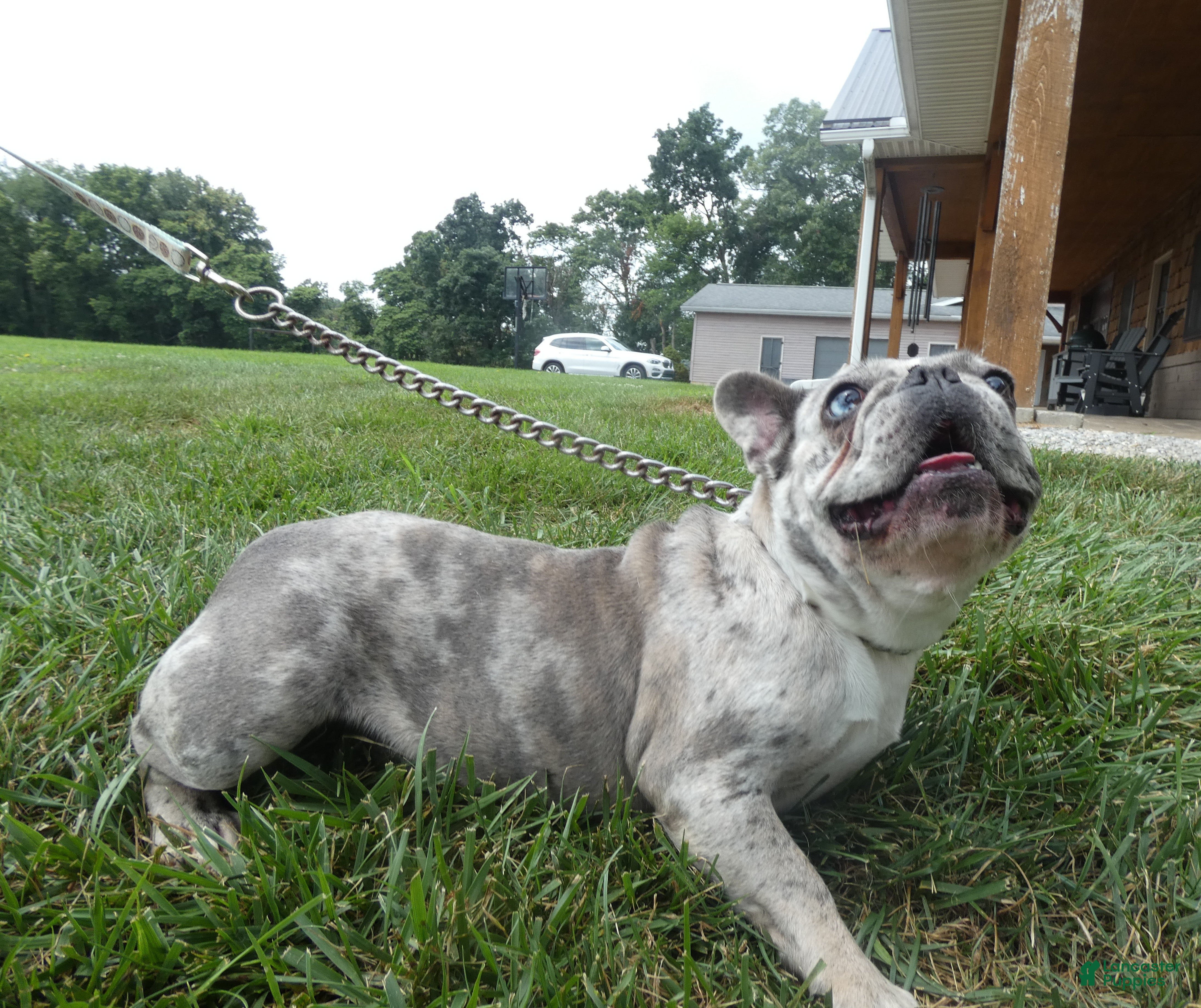 French Bulldog dogs French Bulldog 1 Skyler - Ad 42