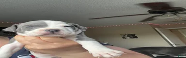 American Pit Bull Terrier 9