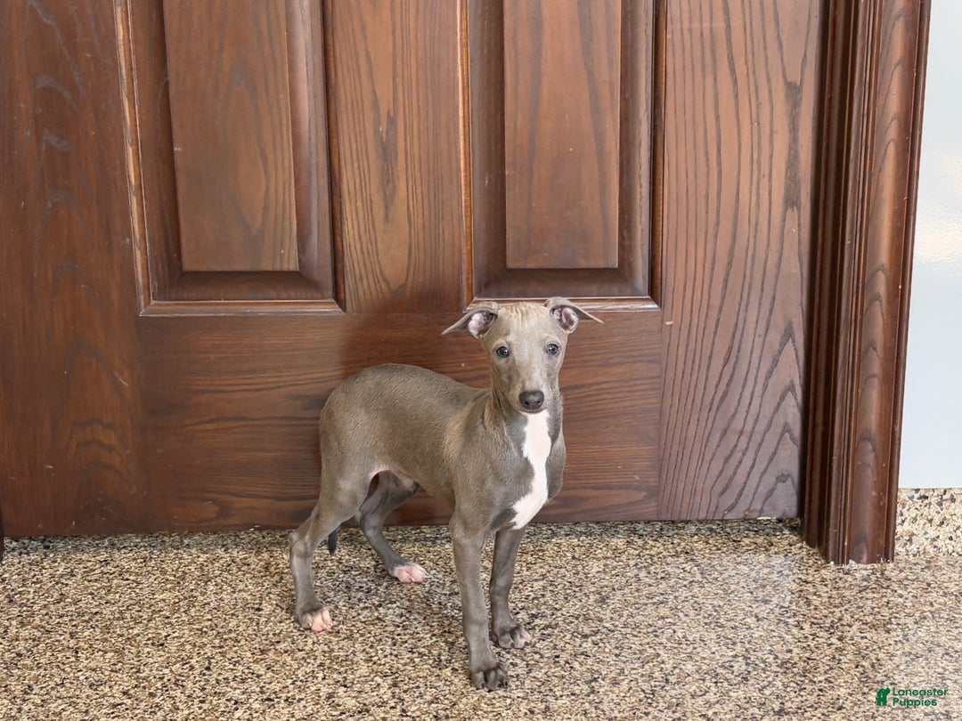 Italian Greyhound dogs for sale: Norm - Ad 8