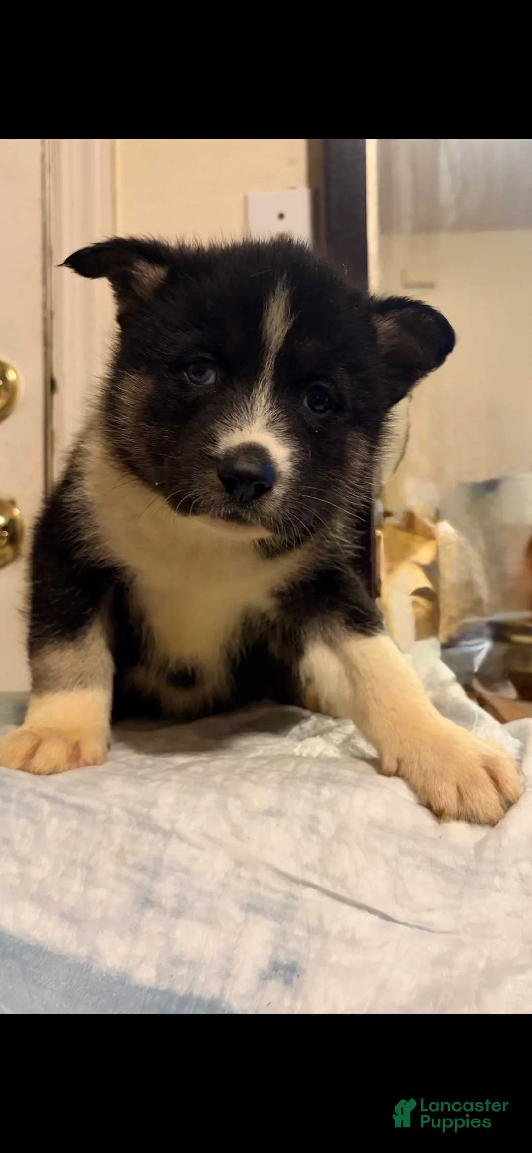 Mixed Breed dogs for sale: seven - Ad 1