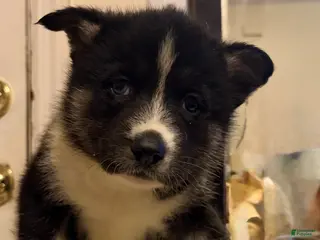 Mixed Breed dogs seven - Ad 16