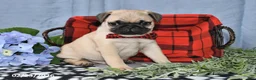 Pug dogs for sale: Calvin - Ad 4